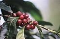 Next image - coffeeplant